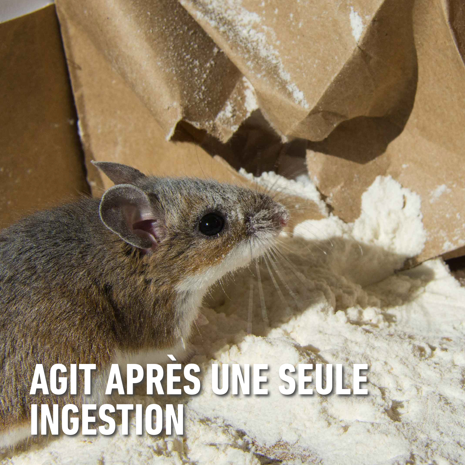 compo image