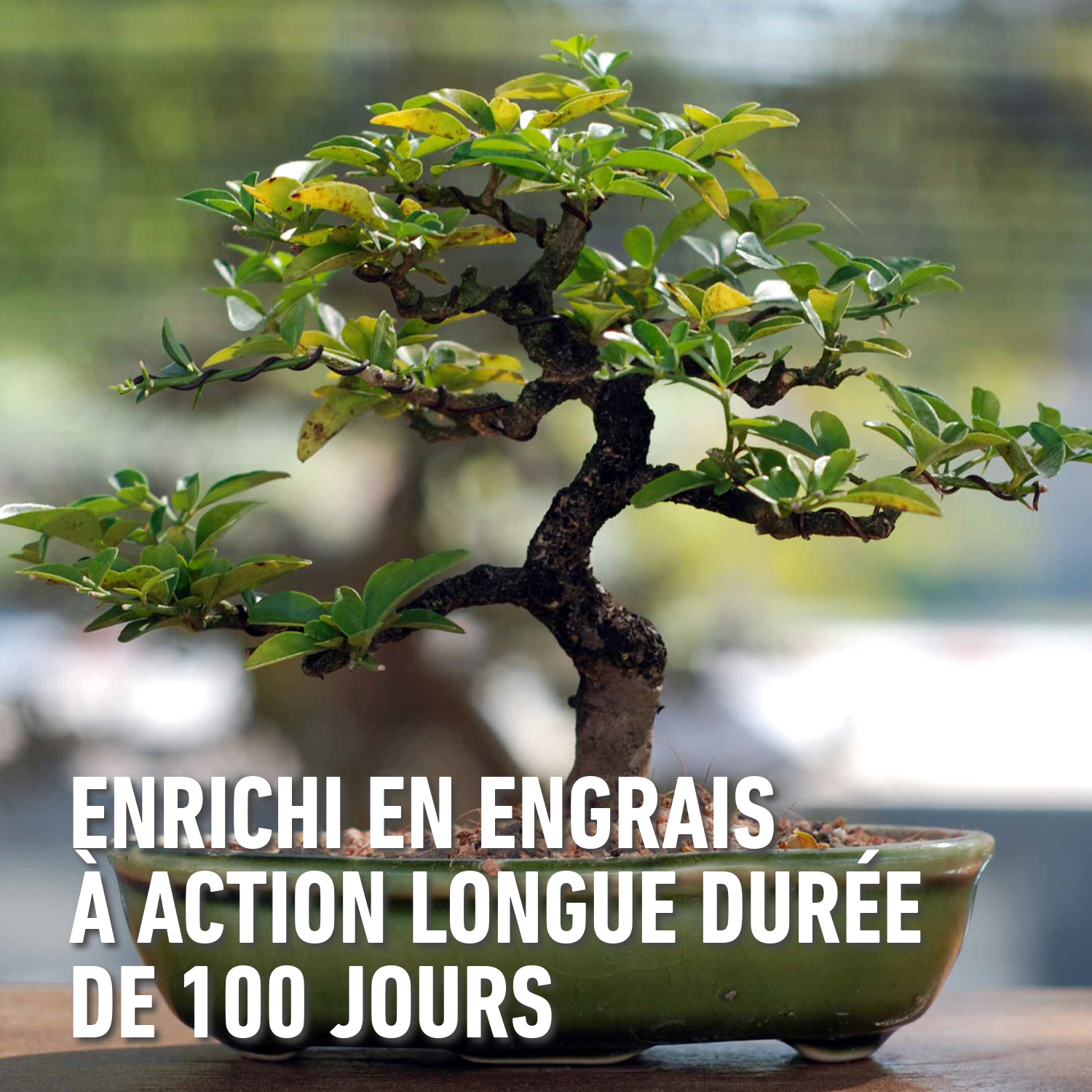 compo image