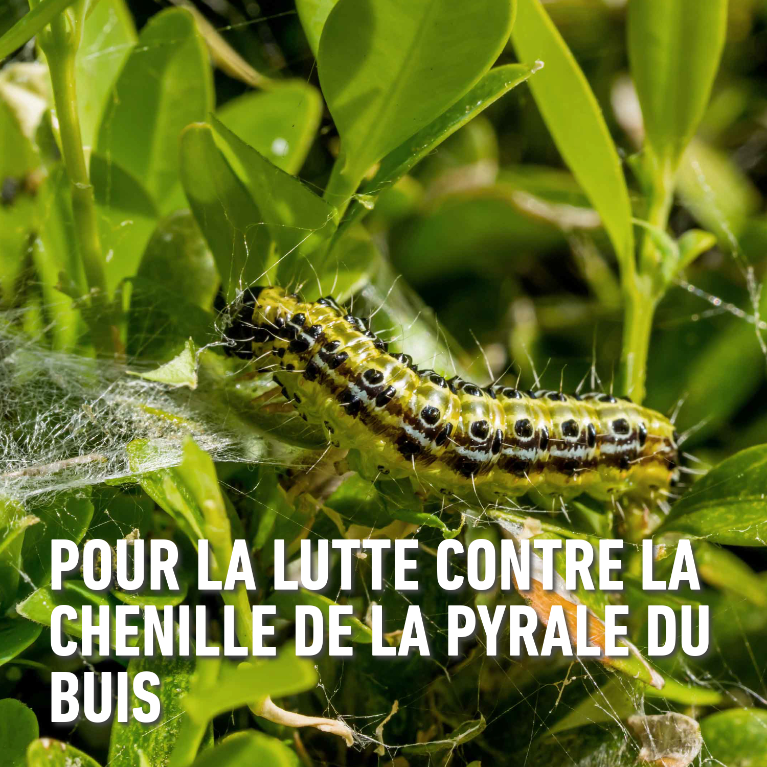 compo image
