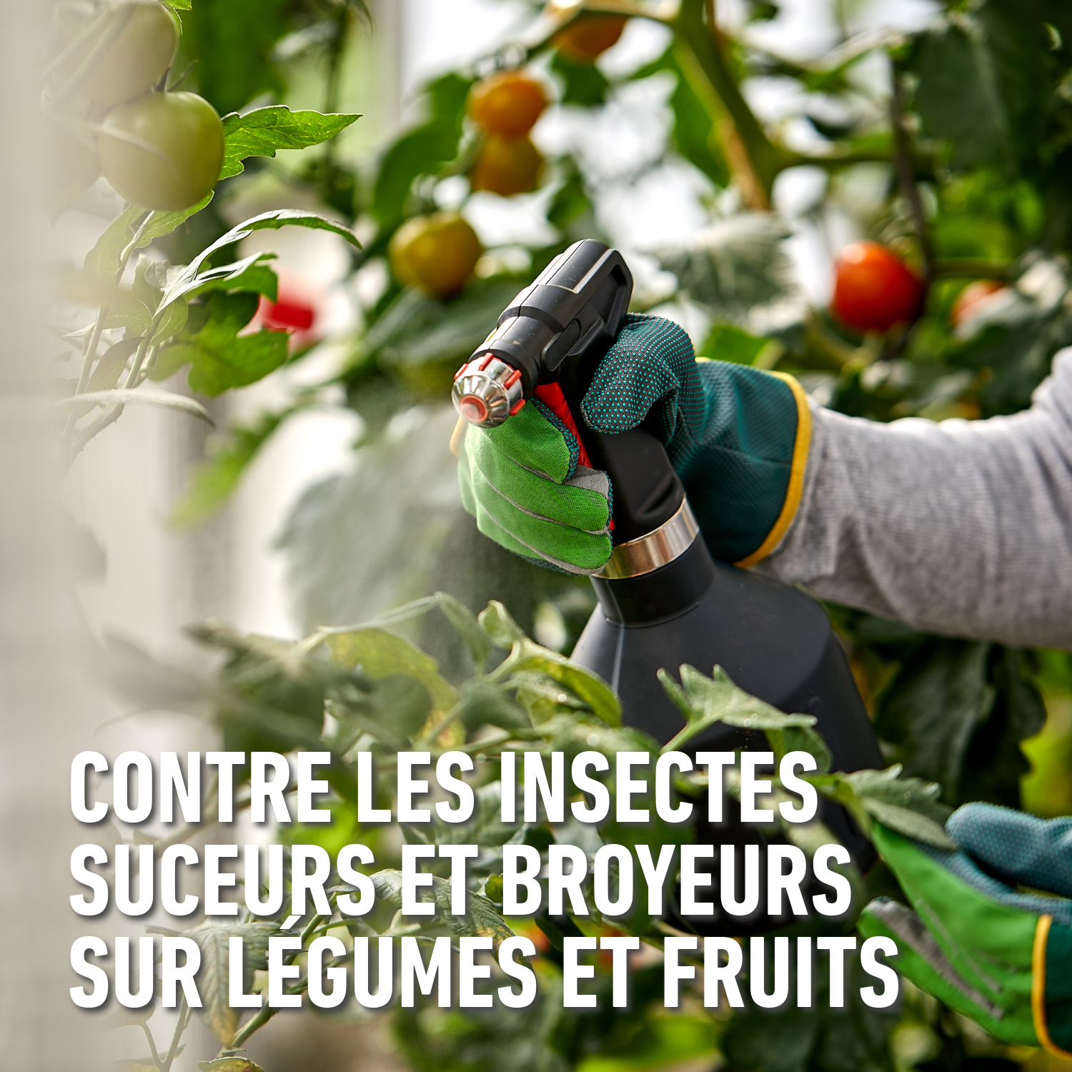 compo image