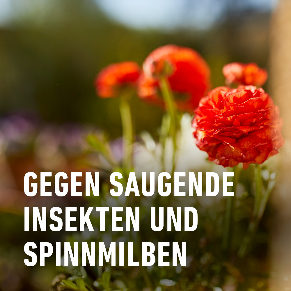 compo image