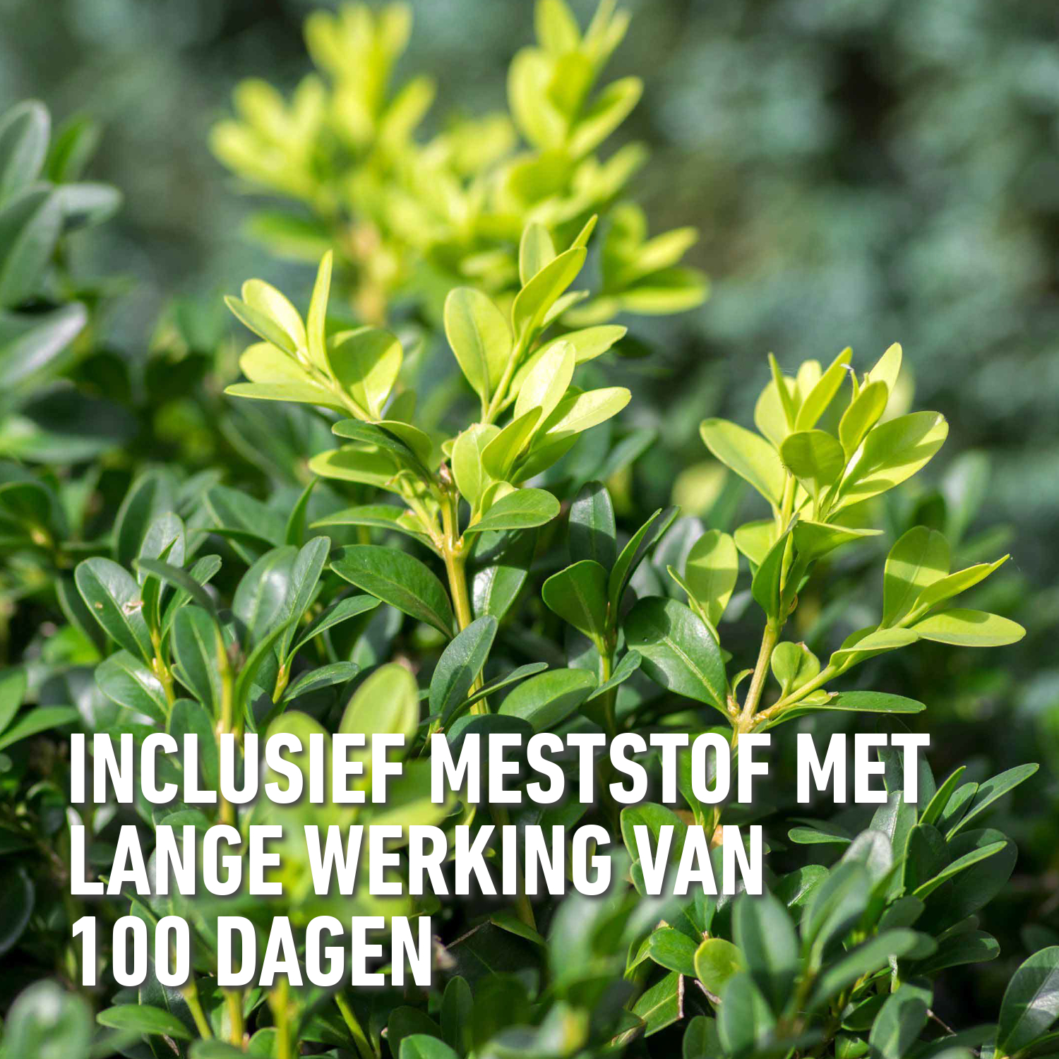 compo image