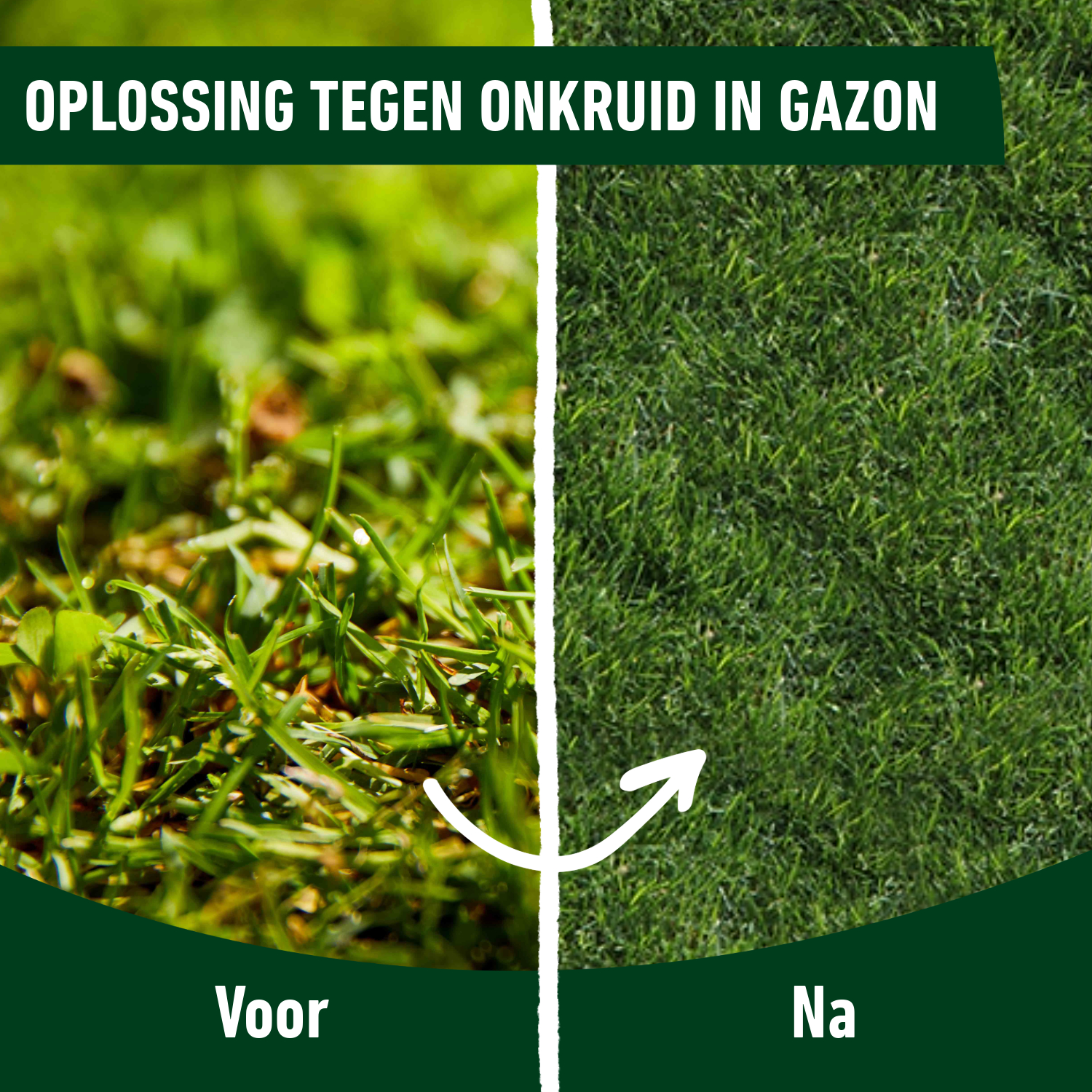 compo image