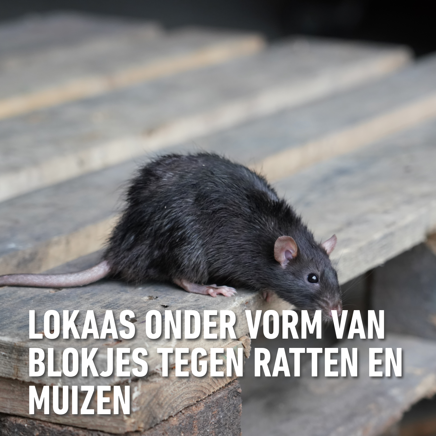 compo image