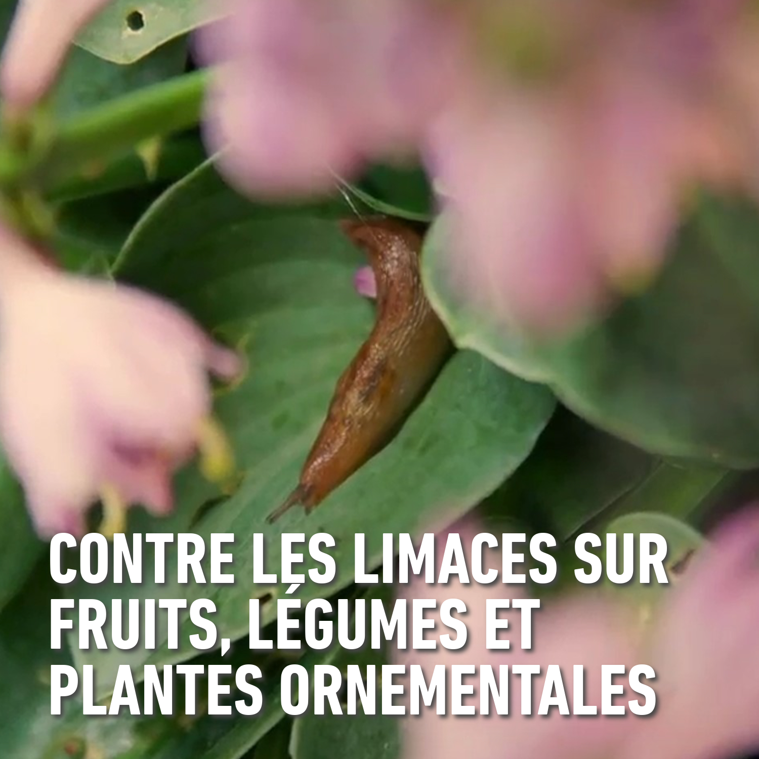 compo image