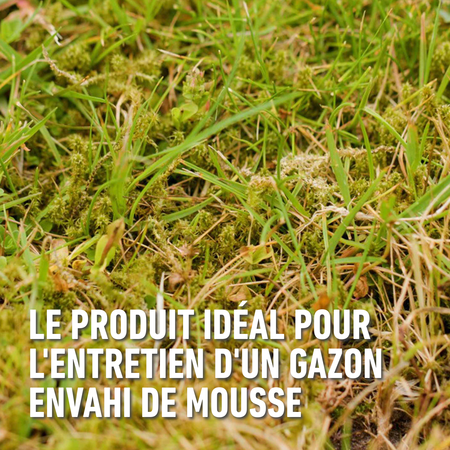 compo image