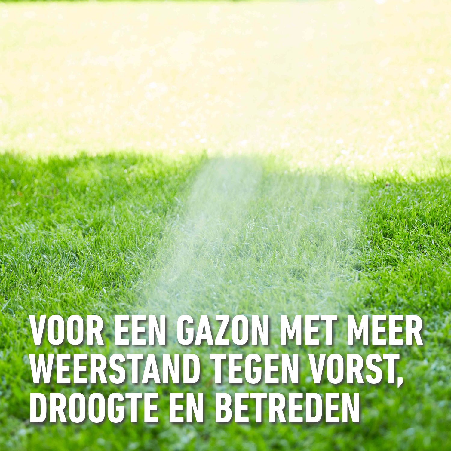 compo image
