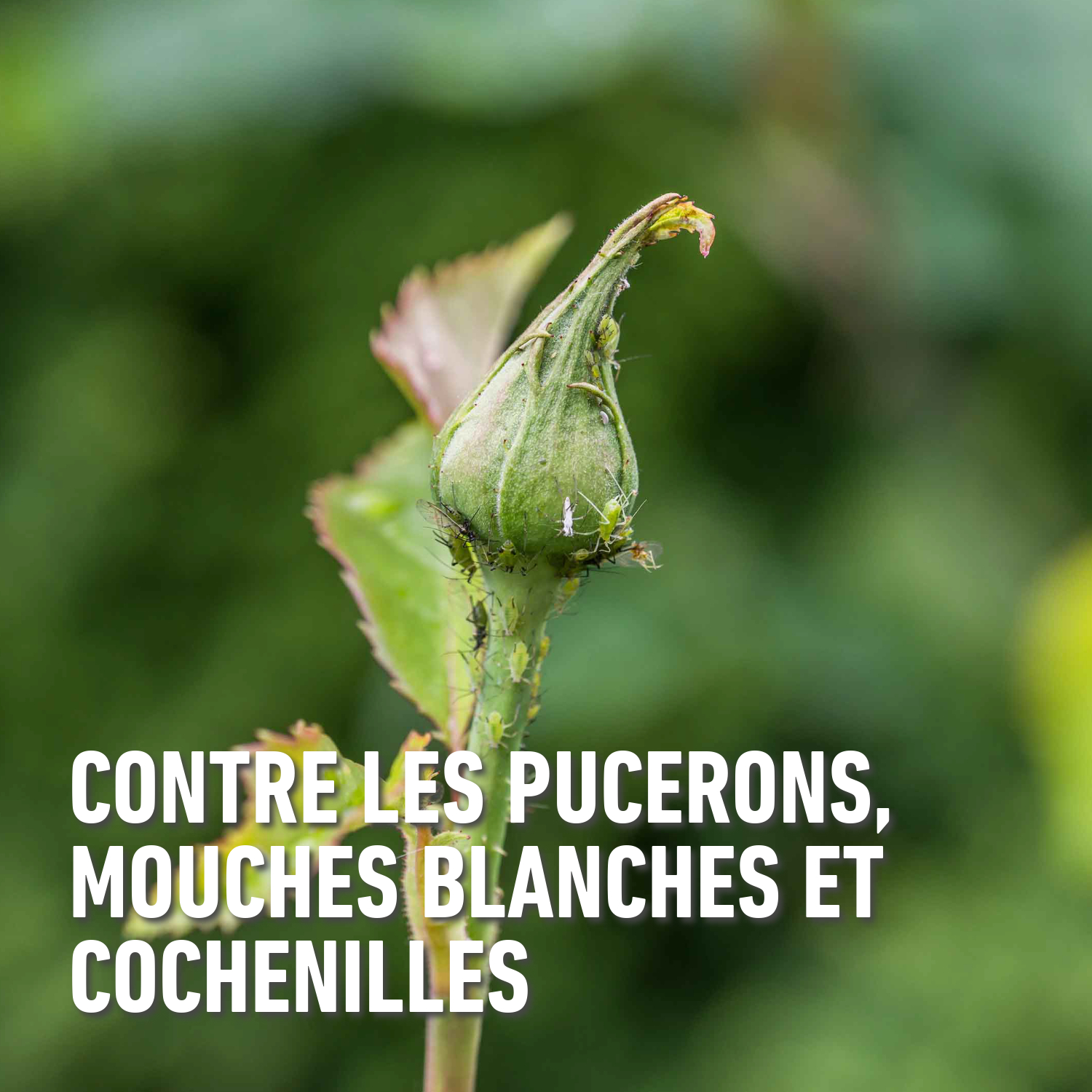 compo image
