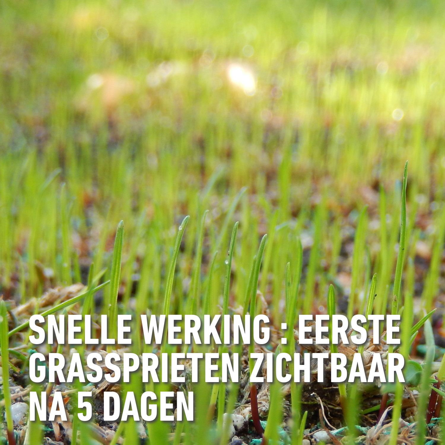 compo image