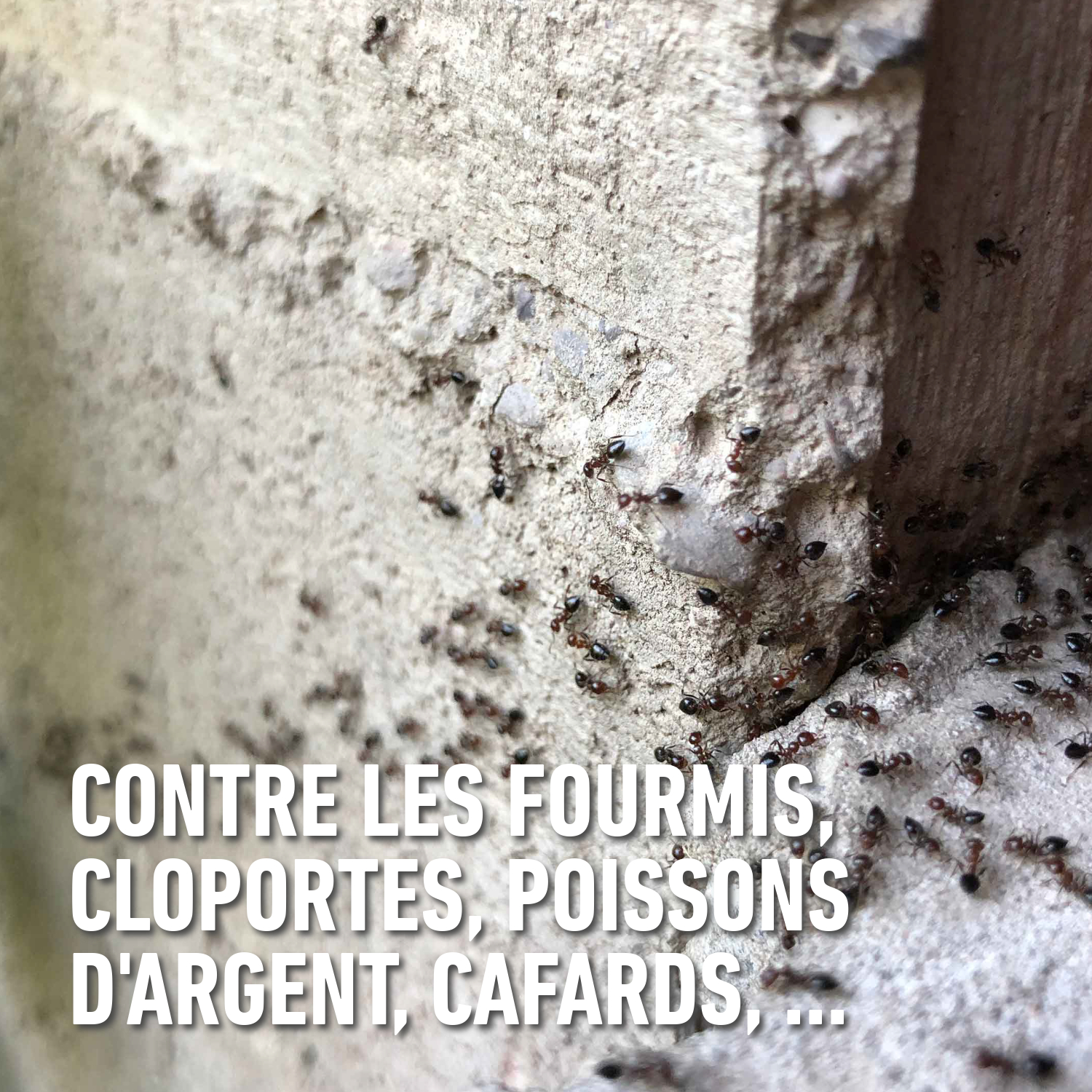 compo image