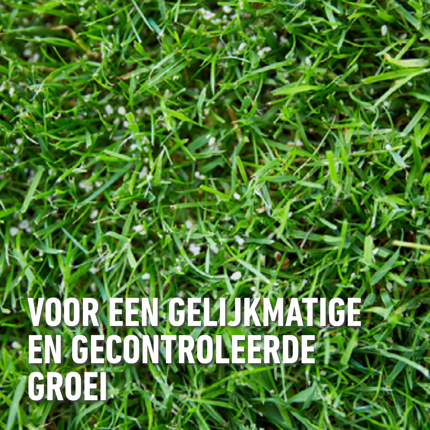 compo image