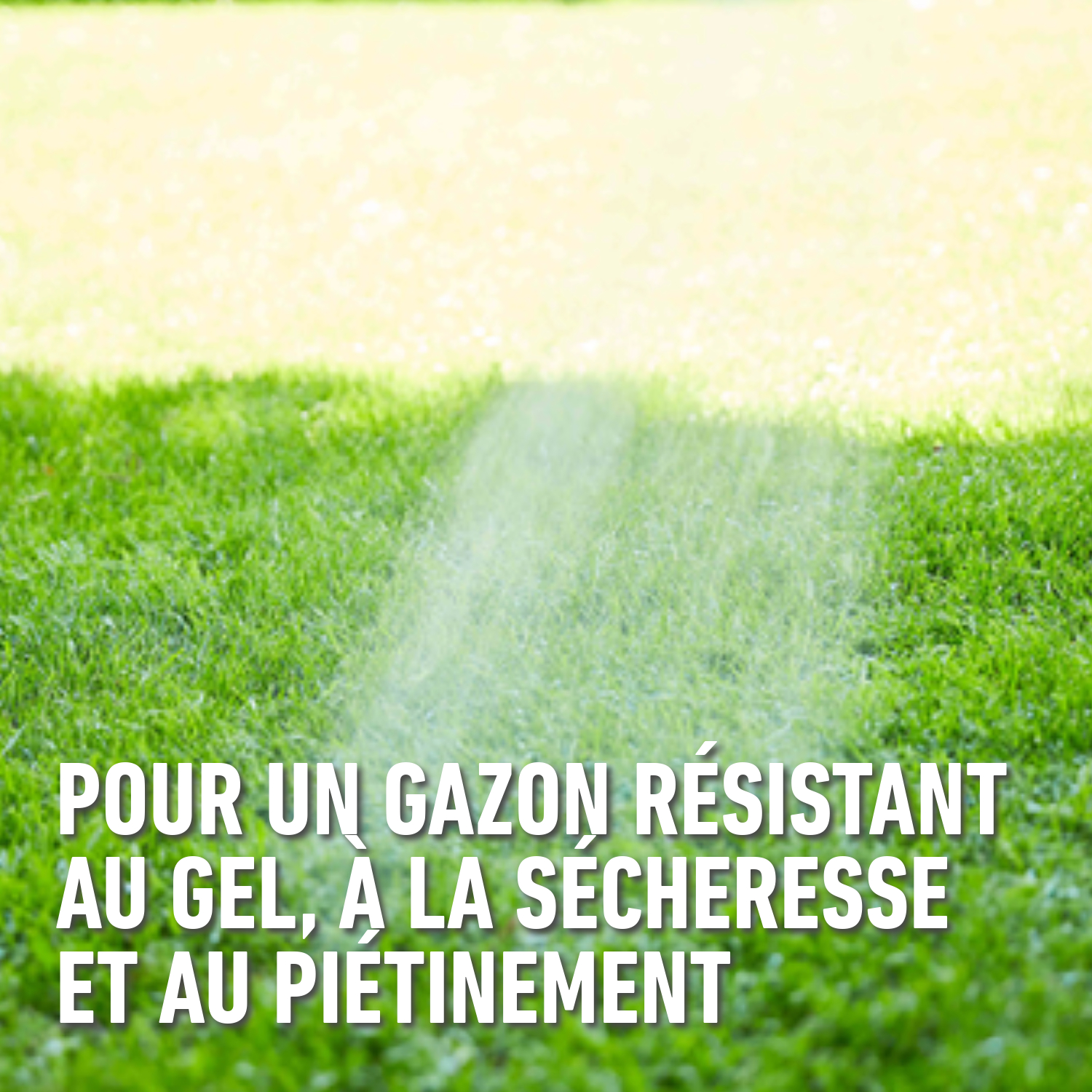 compo image