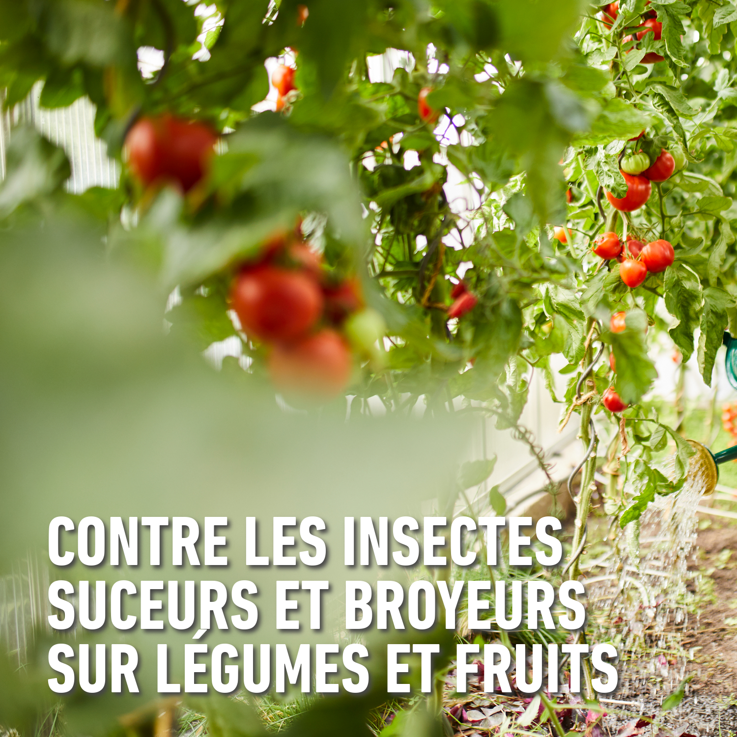 compo image