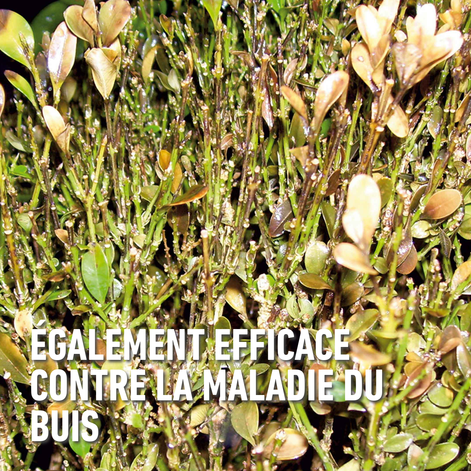 compo image