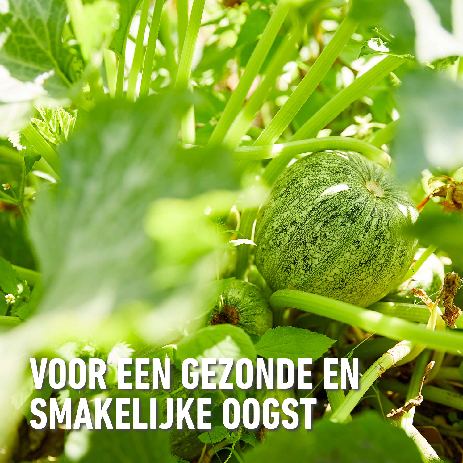 compo image