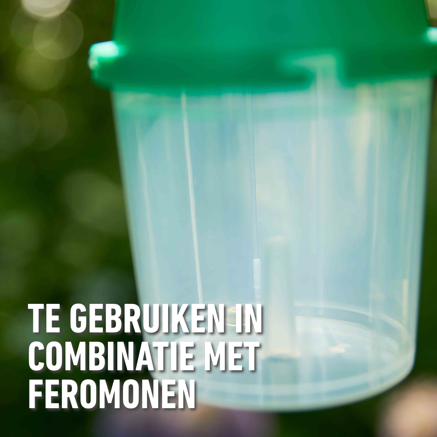 compo image