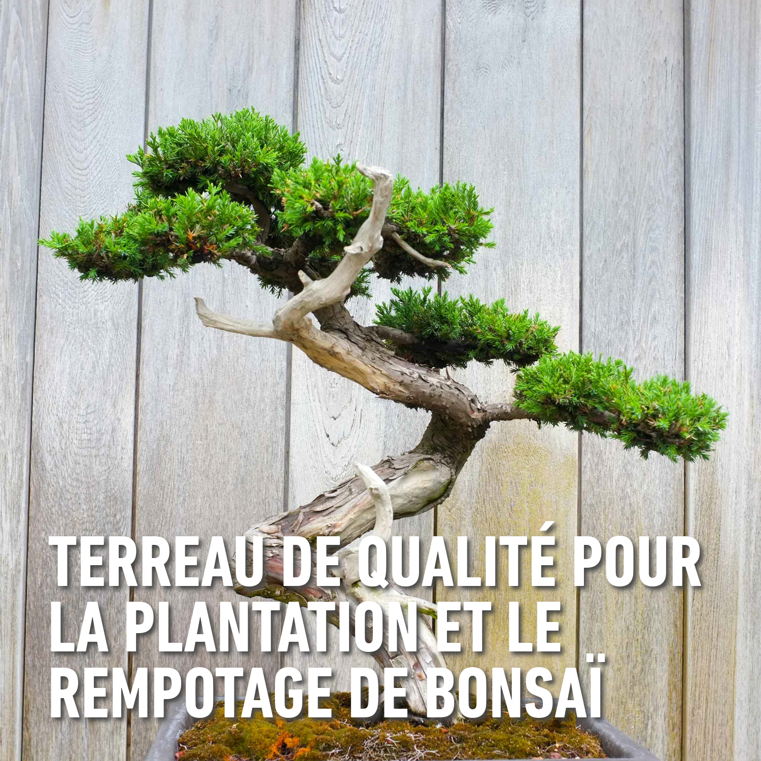 compo image
