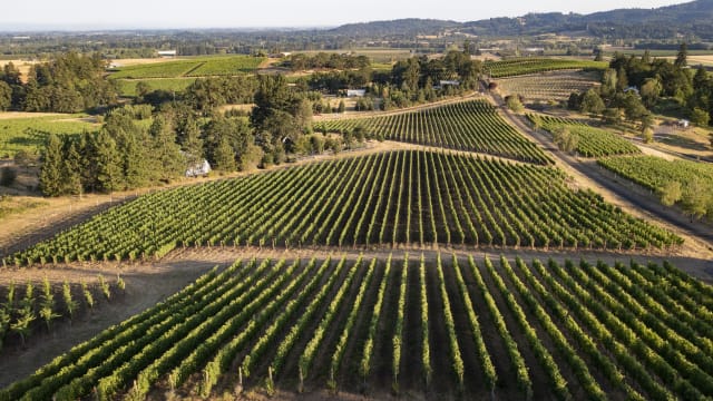 Expansive views of Compris Vineyard vines, a hidden gem in the Willamette Valley