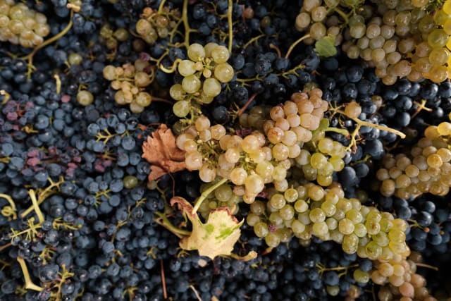 Bunches of fresh harvested grapes.