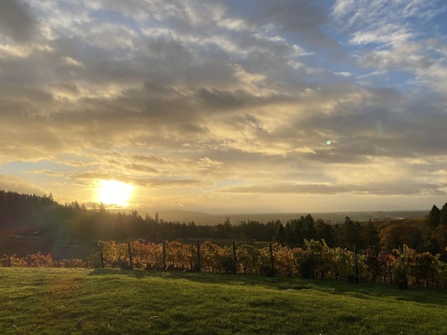 A beautiful view of vines and Newberg, one of the best views in the Willamette Valley.