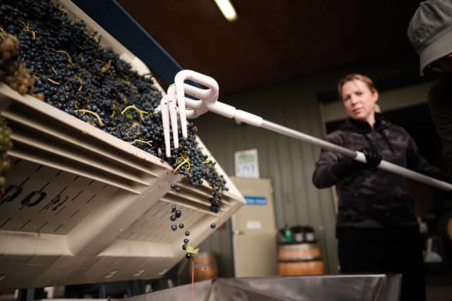 Preparing to sort grapes during harvest at Compris Vineyard, a small producer of estate grown premium wine.