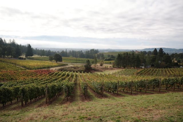 Vineyard views of Compris Vineyard's organic vineyard, with Newberg, our local town in the distance.