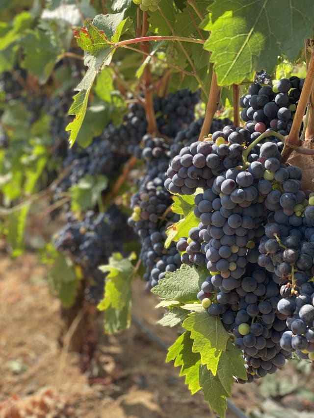 Bunches of Big Red grapes hanging on the vine