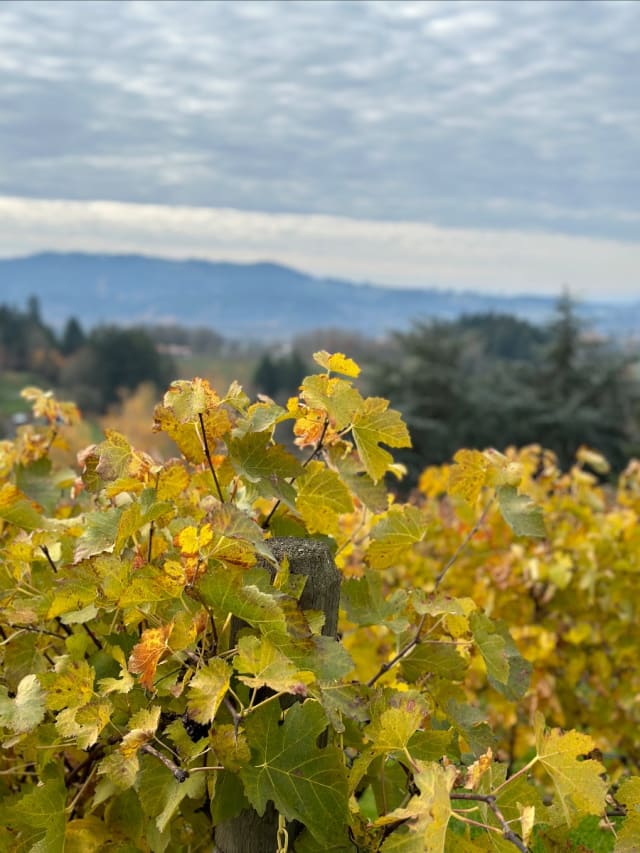 Fall colors on Syrah vines at Compris Vineyard, with mountain views in the distance.