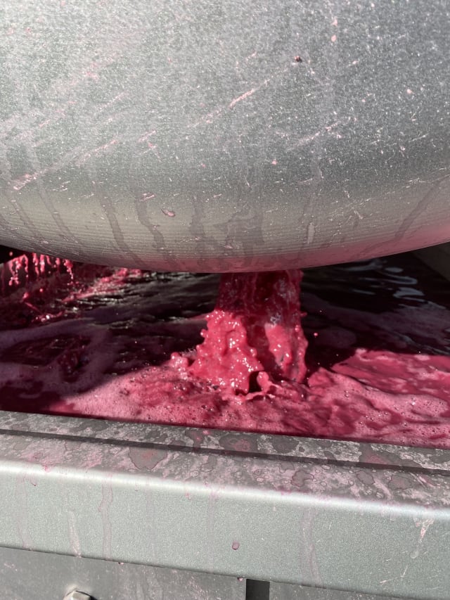 Slide Image. Juice flowing from the press of grapes just pressed.
