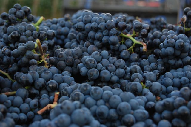 Slide Image. Grapes just harvested at Compris Vineyard.