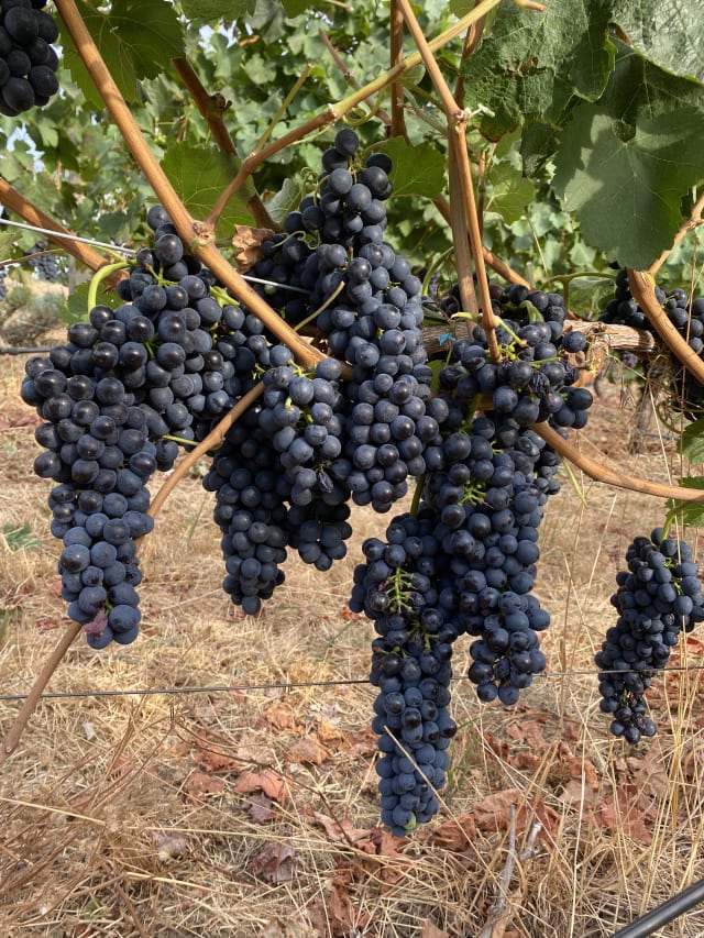 Slide Image. Syrah grapes ready to be harvested.