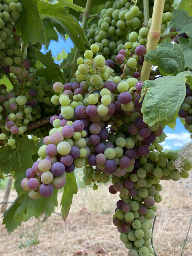Slide Image. Syrah grapes in verasion.