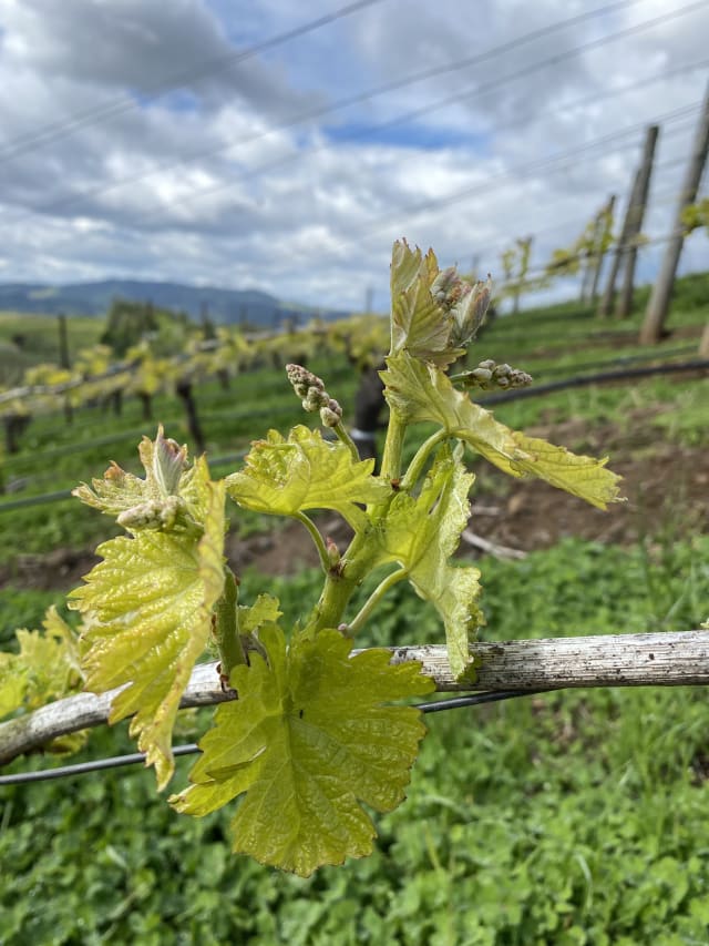 Slide Image. Clusters forming on the grapevine.