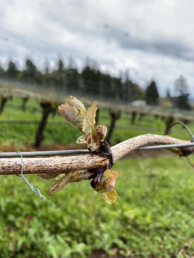 Slide Image. Budbreak at Compris Vineyard.
