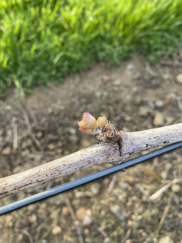 Slide Image. A new bud growing at Compris Vineyard, starting the 2022 growing season.