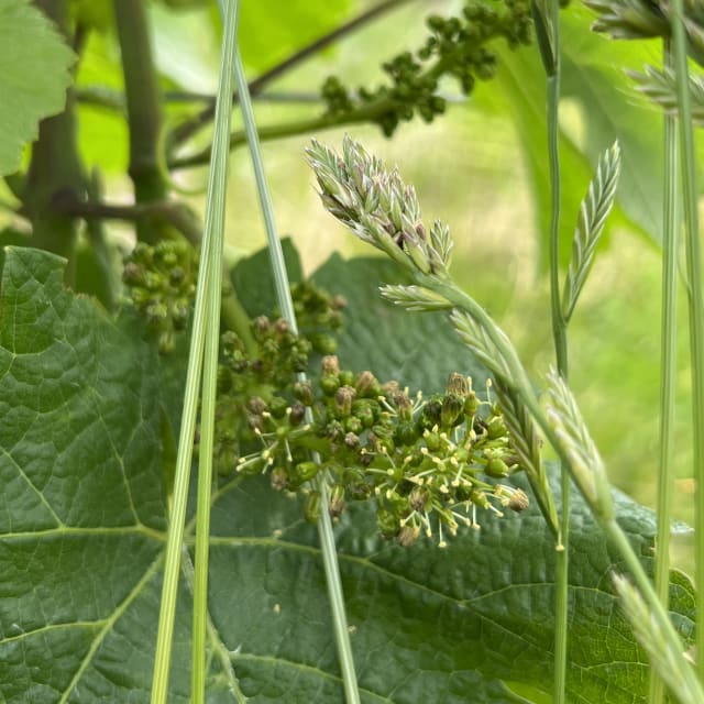 Slide Image. Flowering on a developing cluster at Compris Vineyard.