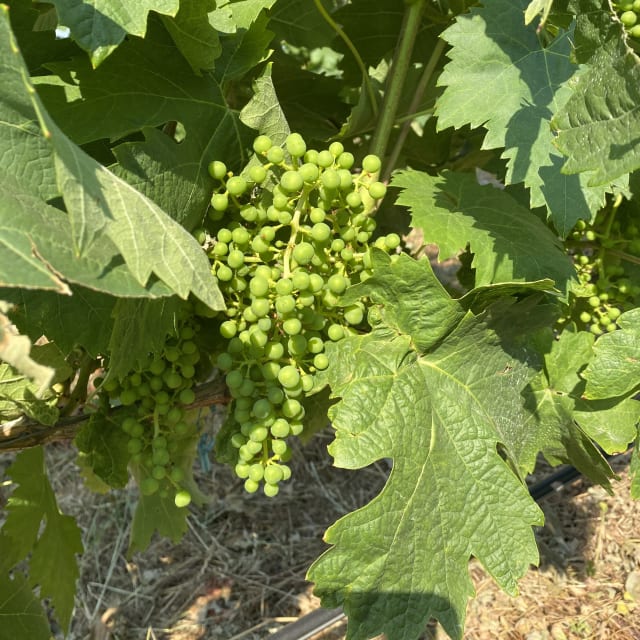 Slide Image. Syrah grapes forming on the vine.