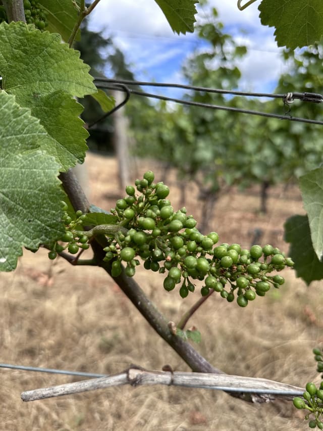 A growing cluster of Pinot Noir grapes at Compris Vineyard in Newberg, Oregon.