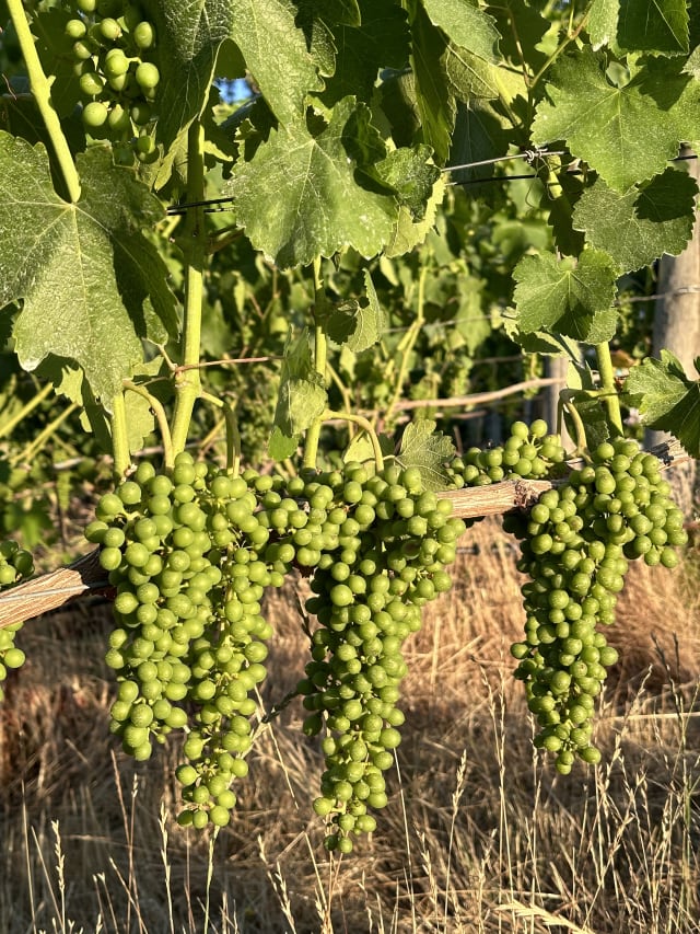 Growing Syrah grape clusters hang on the vine at Compris Vineyard.