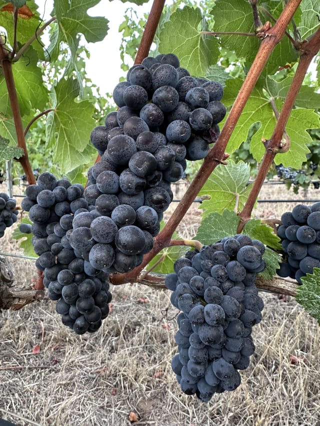 Ripening Pinot Noir grape clusters on the vine at Compris Vineyard in Newberg, Oregon.