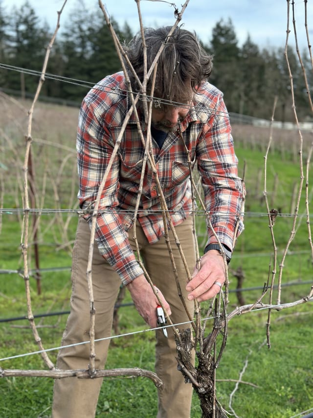 Owner Dru Allen pruning vines at our organic, sustainably farmed vineyard in the Willamette Valley.