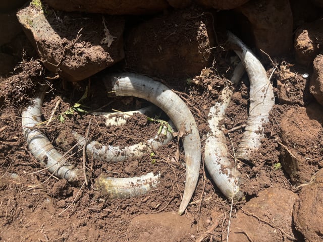 An example of our biodynamic farming practices - manure-filled cow horns that we bury in the vineyard.