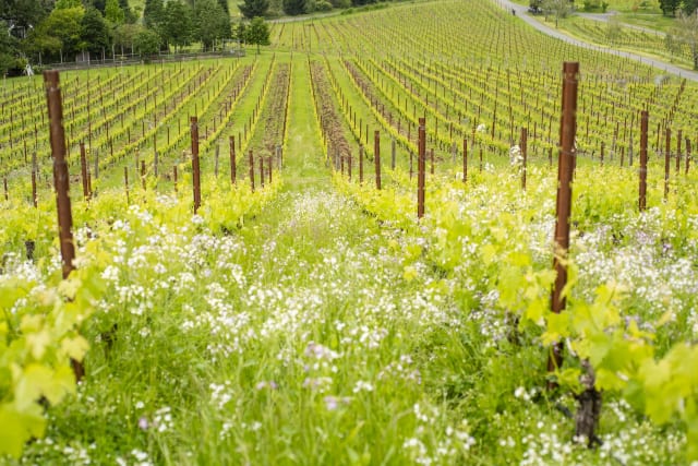 The cover crops that contribute to our sustainable and LIVE-certified farming at Compris Vineyard in the Chehalem Mountains AVA.