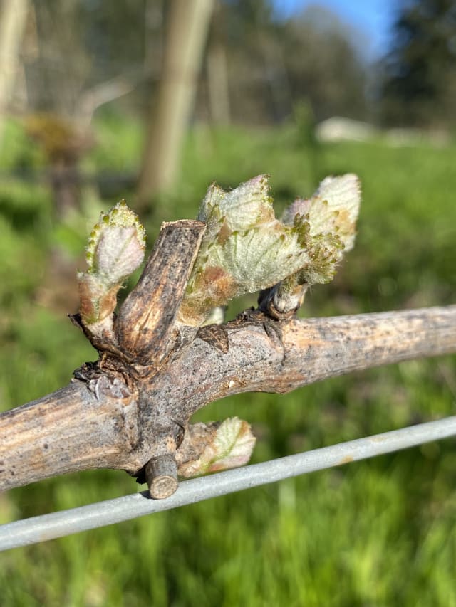 Slide Image. Buds breaking on a grapevine on a sunny day at Compris Vineyard, an organically farmed vineyard.