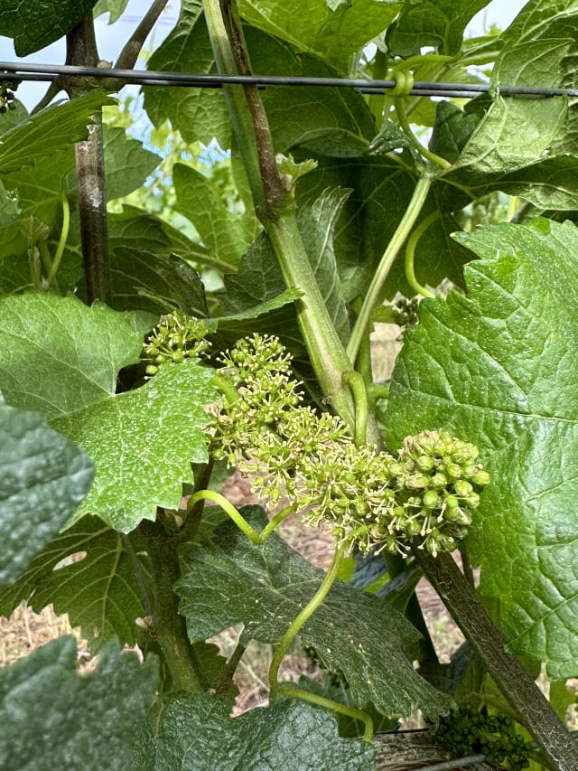 Slide Image. A green cluster has flowered at Compris Vineyard, meaning small grapes will develop soon.