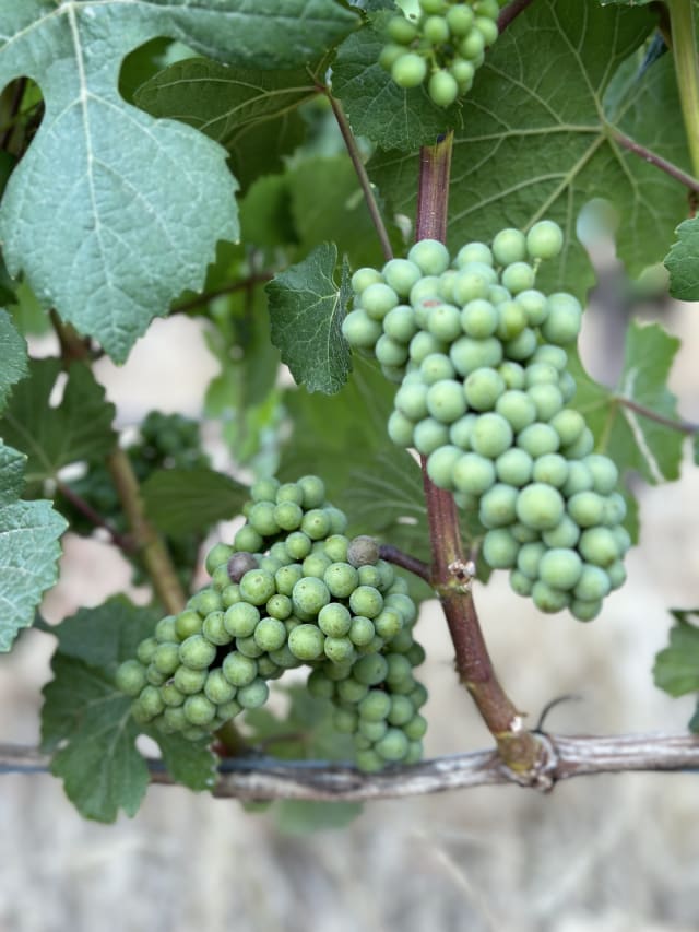 Slide Image. The grape berries grow larger and start to slowly change color in the Chehalem Mountains.