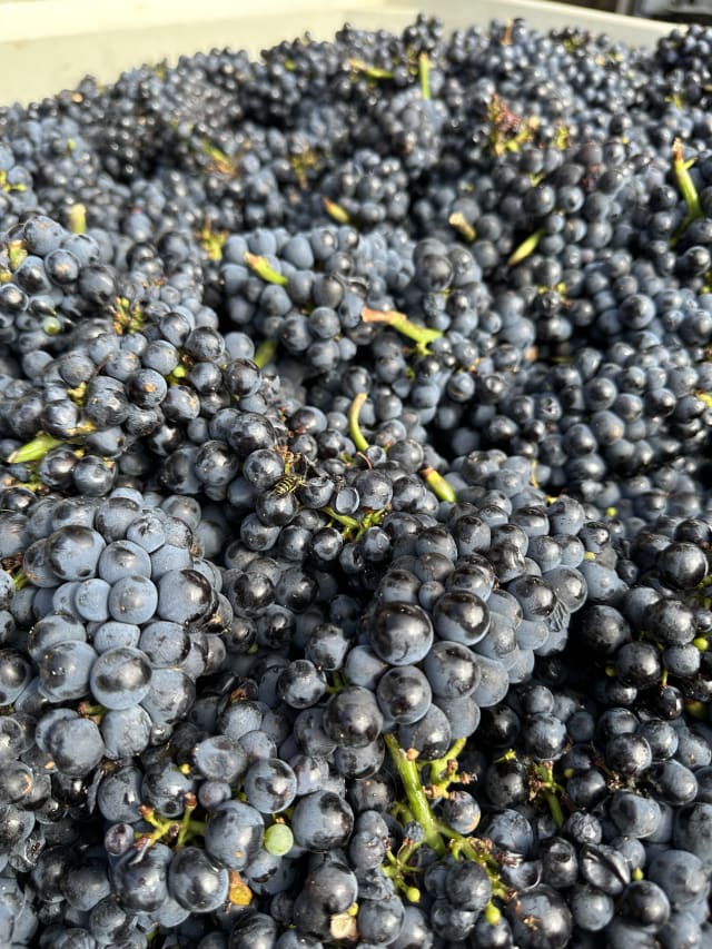 Slide Image. The riped grapes are harvested into bins that will be sorted before being destemmed at this small vineyard in Newberg, Oregon.