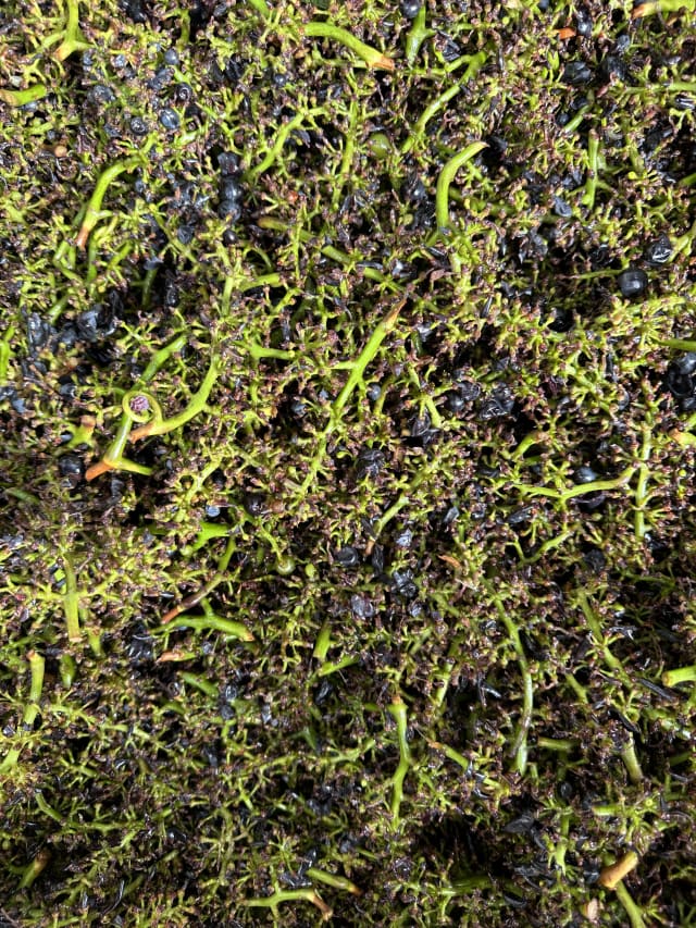 Slide Image. The stems are separted from the grape berries and will be brought to Compris Vineyard's compost pile, one way we work to be sustainable.
