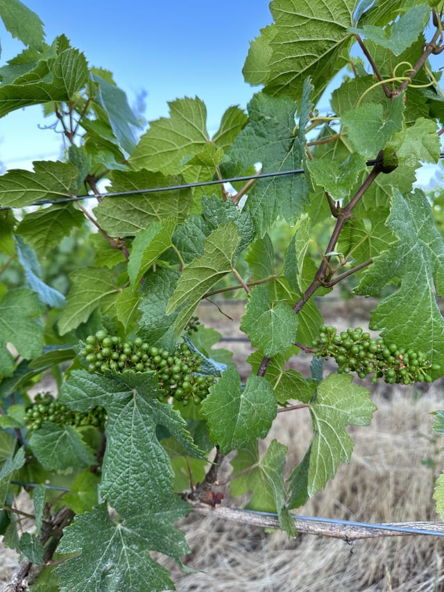 Slide Image. The flowered clusters are now developing small clusters of grapes at Compris Vineyard in Newberg, Oregon.