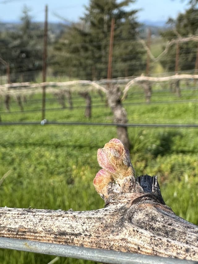Slide Image. A bud on a grapevine at Compris Vineyard that is getting close to bud break.